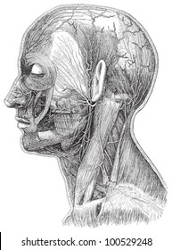 Human head anatomy - vein system / vintage illustration from Meyers Konversations-Lexikon 1897