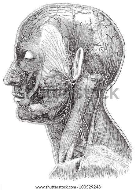 human head anatomy drawing