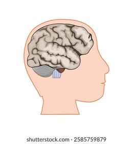 Human head with Brain. Brain Anatomy. Vector illustration