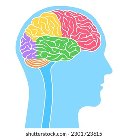 Human head with brain with colored parts