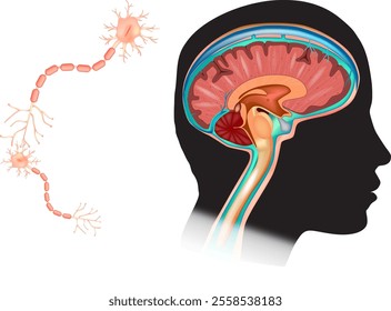 Human Head with Brain and Neurons Diagram. Cells in the brain are neuron. Nerve cells and glial cells or neuroglia. Neuronal communication