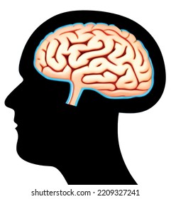 human head with brain for science