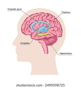 Human head with brain silhouette icon Simple view of head, human brain vector illustration that has components of AMYGDALA. THALAMUS.  HIPPOCAMPUS.CINGULATE GYRUS.