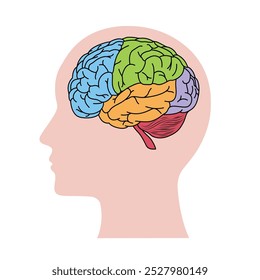 Cabeça humana com ícone de silhueta do cérebro Visão simples da cabeça, ilustração do vetor do cérebro humano no estilo de linha fina, dividindo regiões do cérebro com cores diferentes.  Ilustração da silhueta cerebral.