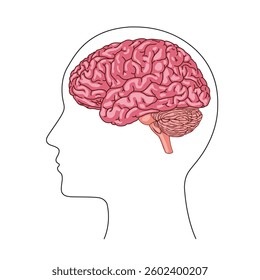 Human head with brain silhouette icon Simple view of head, human brain vector illustration in flat style.
