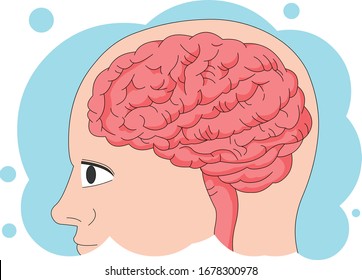 Human Head, Brain Structure Perspective Illustration.