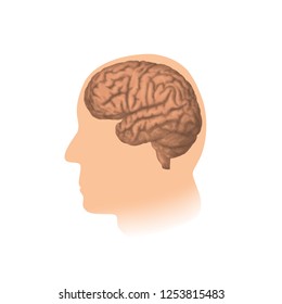 Human head with brain. Vector medical illustration. White background.