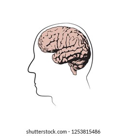 Human head with brain. Vector medical flat line illustration. White background.