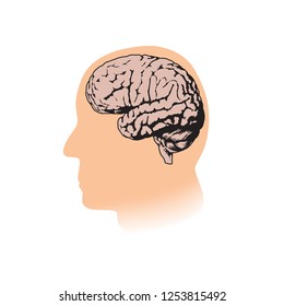 Human head with brain. Vector medical flat illustration. White background.