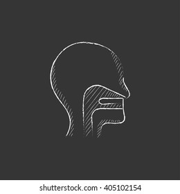 Human head with ear, nose, throat system. Drawn in chalk icon.