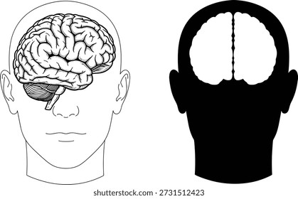 Vista frontal de la cabeza humana con anatomía cerebral detallada y hemisferios simplificados, concepto médico educativo, ilustración de neurociencia