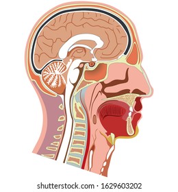 Human head internal anatomy illustration. Ideal for training materials and medical education