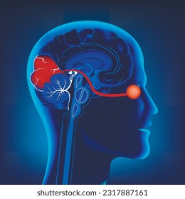 Human head in longitudinal section. The brain with organs of vision. Medical poster. Vector illustration