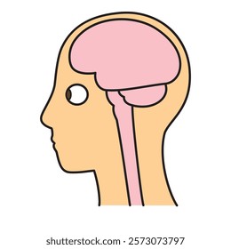 human head model, brains, outline, side view, vector file set, color illustration