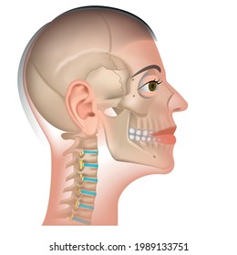 Human head model. location of parts of the face. Skull with the cervical spine. Vector illustration