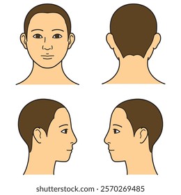 human head model, shaved head, outline, front, back and side view, vector file set,  color illustration