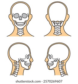 human head model, skull, outline, front, back and side view, vector file set, color illustration