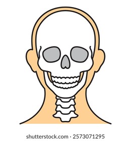 human head model, skull, outline, front view, vector file set,  color illustration