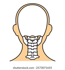 human head model, skull, outline, back view, vector file set,  color illustration