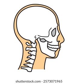 human head model, skull, outline, side view, facing right, vector file set, color illustration