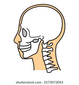 human head model, skull, outline, side view, facing left, vector file set,  color  illustration