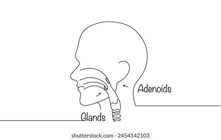 The human head, on which the adenoids and tonsils are indicated. Part of the human immune system. A simple illustration for different uses.