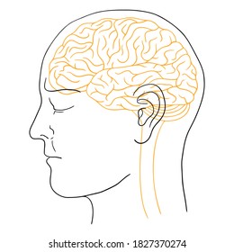 contorno de cabeza humana con cerebro