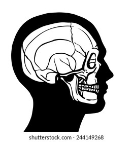 Human head profile contour with skull inside anatomy concept vector illustration