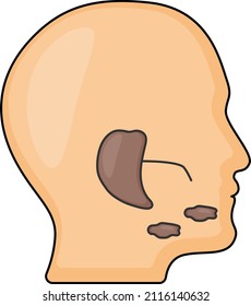 Human Head Side View Vector color Icon Design, Organ System Symbol, Human Anatomy Sign, Human Body Parts Stock illustration, Salivary gland Concept