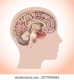 Human head silhouette, brain vector illustration with detailed parts of the brain for education. Human brain icon, human brain vector illustration