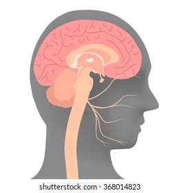human head silhouette and facial nerve, vector illustration