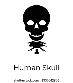 Human head skeleton, human skull 
