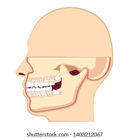 Human head with teeth. Jaw and wisdom tooth inside