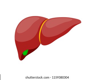 Human healthy liver. Internal organs symbol.. Vector illustration info-graphic, isolated on white background.