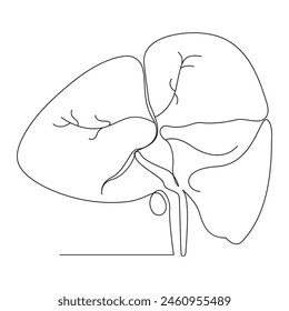 Menschliche gesunde Leber in einer Linie Kunst kontinuierliche Linie Illustration Vektorgrafik Design