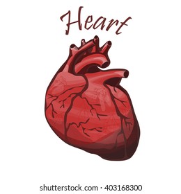 human heart