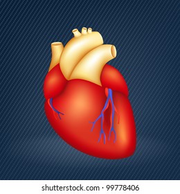 Human Heart