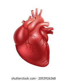 Corazón humano, vector 3d realista aislado sobre fondo blanco. Corazón anatómicamente correcto con sistema vascular