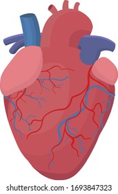 The human heart, its anatomical parts, such as: aorta, pulmonary artery, superior vena cava, atria, ventricles, arteries and veins.