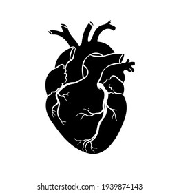 Human Heart. Anatomical Realistic Heart Icon, Vector Illustration