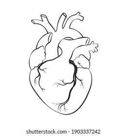 Human Heart. Anatomical Realistic Line Art, Vector Illustration