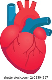 Human heart anatomical vector illustration