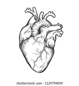 Human heart anatomically correct hand drawn line art and dotwork. Flash tattoo or print design vector illustration
