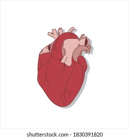 Human heart anatomically drawn cartoon illustration. Vector illustration.