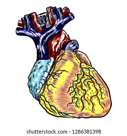 Human heart anatomically hand drawn. Cartoonish flash tattoo design engraving. Vector.