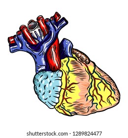 Human heart anatomically hand drawn. Cartoonish flash tattoo design engraving. Vector.