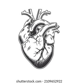 Human heart anatomically hand drawn line art  vintage Flash tattoo print design vector illustration 