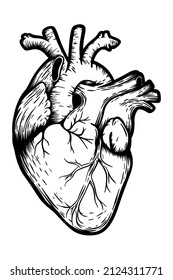 Human heart anatomically - hand drawn