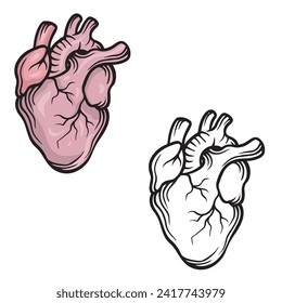 Human heart anatomically. Realistic drawing with line-art on white backgrounds. Simple Design Outline Style. You can give color you like. Vector Illustrations.