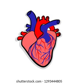Human heart anatomy. Human heart anatomically correct hand drawn line art and dotwork.  Heart - sketch isolated on white background. Vector simple heart sign. Vector illustration. Freehand drawing